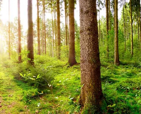 Umweltgedanke | News | Massivholzleisten | Reese Kehlleisten | Lemgo